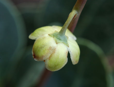 Image of whiteveined wintergreen