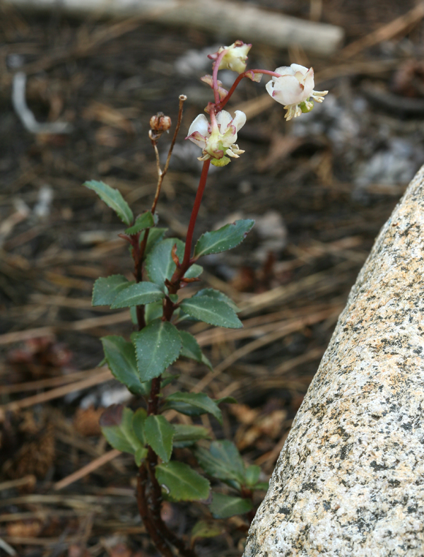 Image of little prince's pine