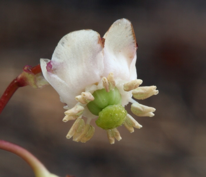 Image of little prince's pine