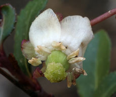 Image of little prince's pine