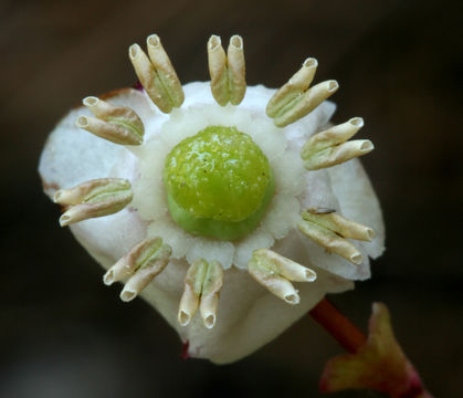 Image of little prince's pine