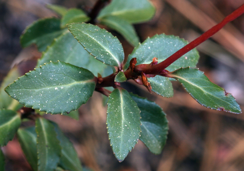 Image of little prince's pine