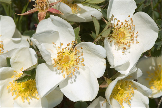 صورة Rosa spinosissima L.