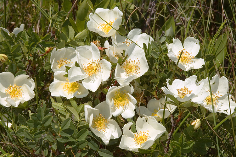 Image of Scots Rose