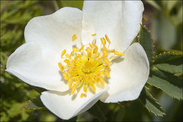 Image of Scotch rose