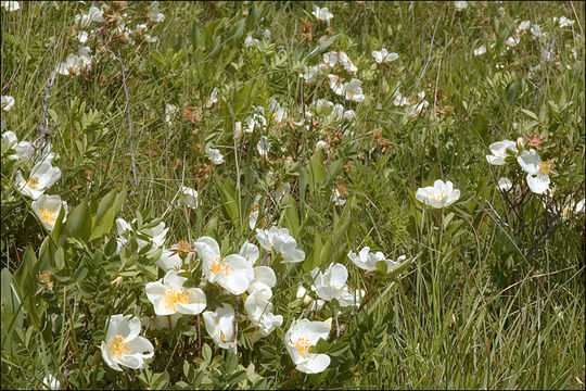 Image of Scots Rose