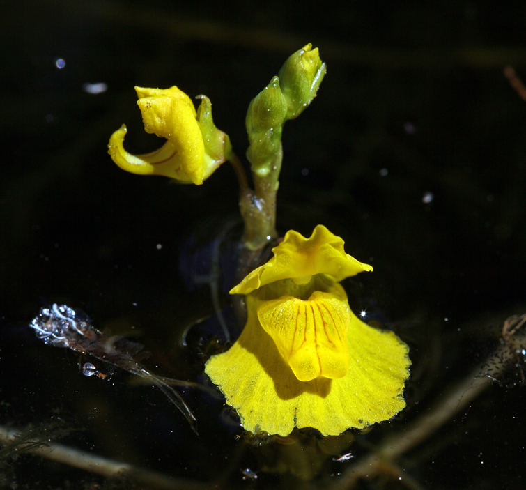 Image of Greater Bladderwort