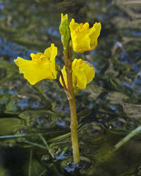 Image of Greater Bladderwort