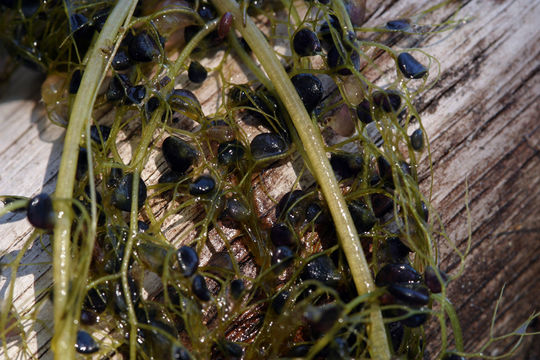 Image of Greater Bladderwort