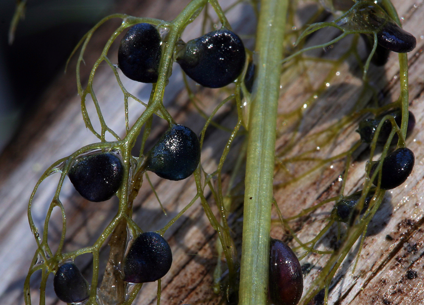 Image of Greater Bladderwort