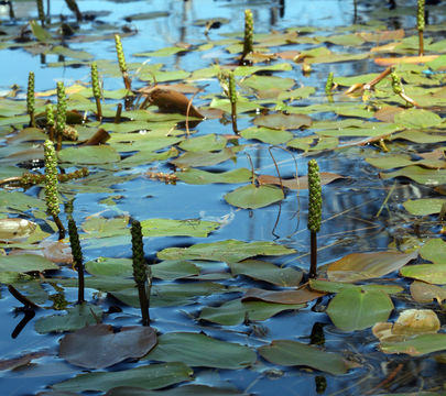 Image of Broad-leaved Pondweed