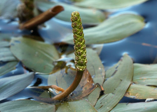 Image of Broad-leaved Pondweed