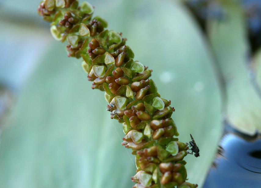 Image of Broad-leaved Pondweed