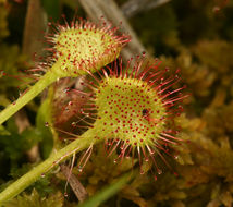 Imagem de Drosera rotundifolia L.