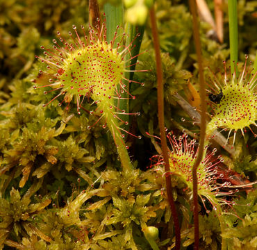 Image of Common Sundew