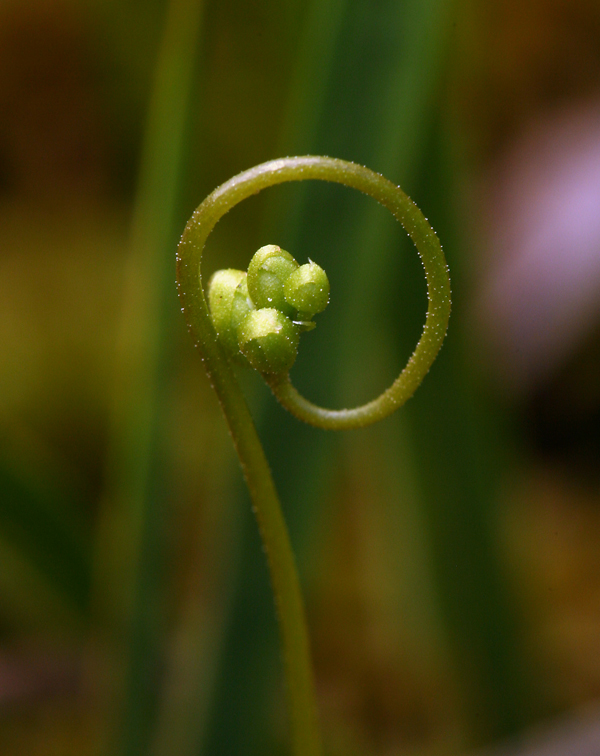 Imagem de Drosera rotundifolia L.