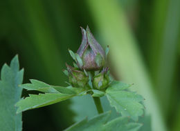 Image of Comarum palustre L.