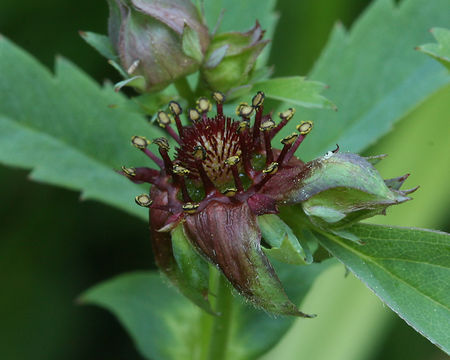 Image of Comarum palustre L.