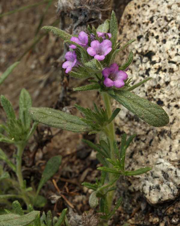 Image of <i>Eriodictyon lobbii</i>