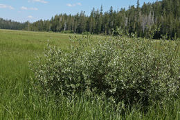 Image of Gray-Leaf Sierran Willow