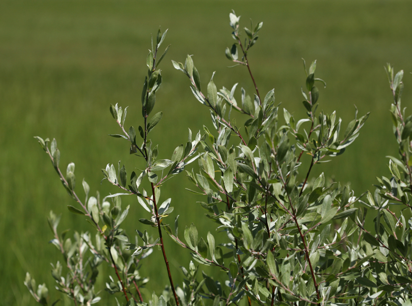 Plancia ëd Salix orestera C. K. Schneider