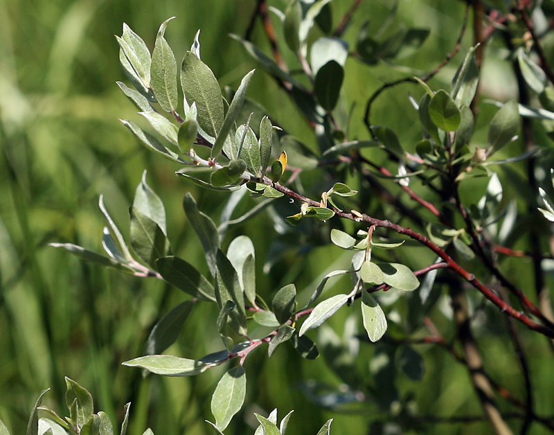 Plancia ëd Salix orestera C. K. Schneider