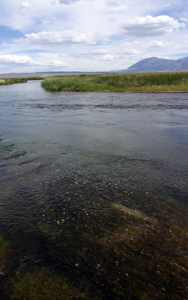 Image of <i>Ranunculus aquatilis</i> var. <i>diffusus</i>