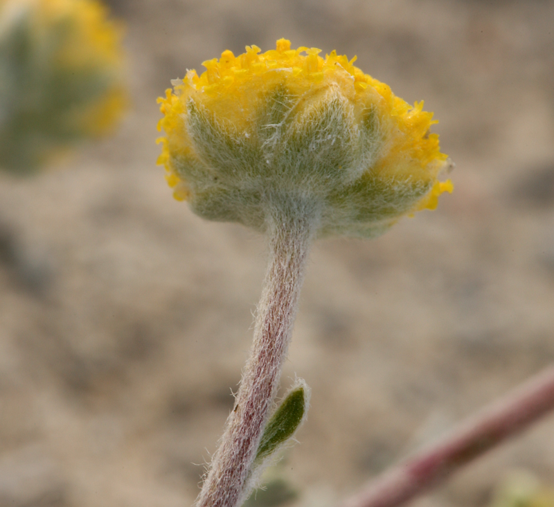 Image of <i>Sphaeromeria potentilloides</i> var. <i>nitrophila</i>