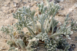 Image of <i>Sphaeromeria potentilloides</i> var. <i>nitrophila</i>