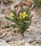 Image of Short-Stalk Stinkweed