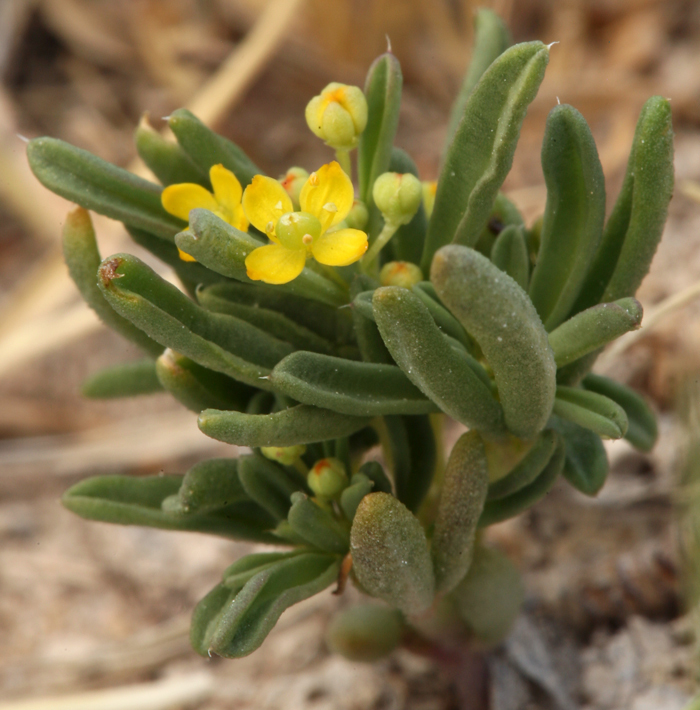 Image of Short-Stalk Stinkweed