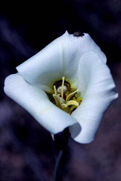 Image of sego lily