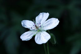 Geranium carolinianum L. resmi