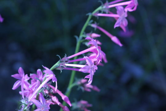 Image of Scarlet Gilia