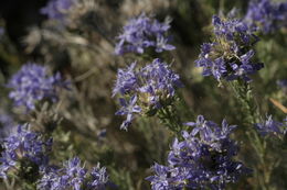 Image de Eriastrum densifolium (Benth.) Mason