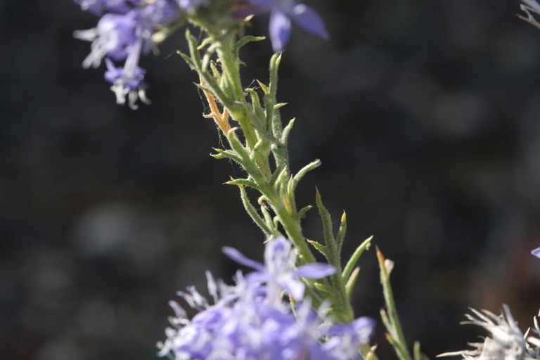 Image de Eriastrum densifolium (Benth.) Mason