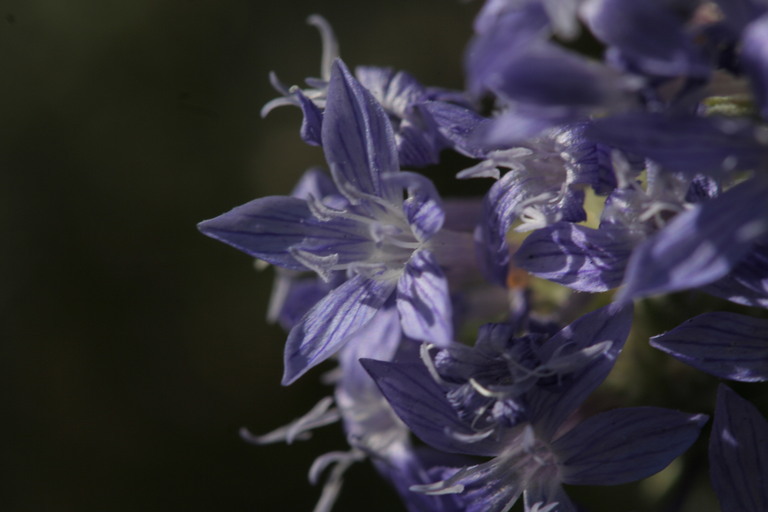 Image de Eriastrum densifolium (Benth.) Mason