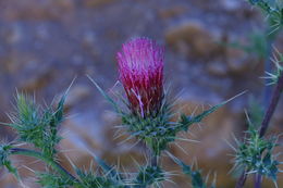 Image of Arizona thistle