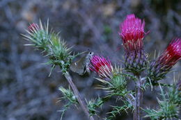 Image of Arizona thistle