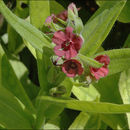 Plancia ëd Cynoglossum officinale L.