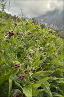 Plancia ëd Cynoglossum officinale L.