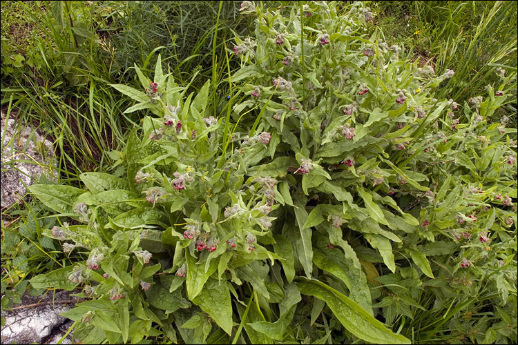 Plancia ëd Cynoglossum officinale L.