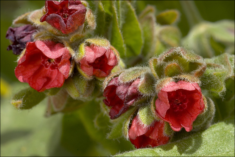 Plancia ëd Cynoglossum officinale L.