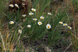 Imagem de Erigeron filifolius (Hook.) Nutt.