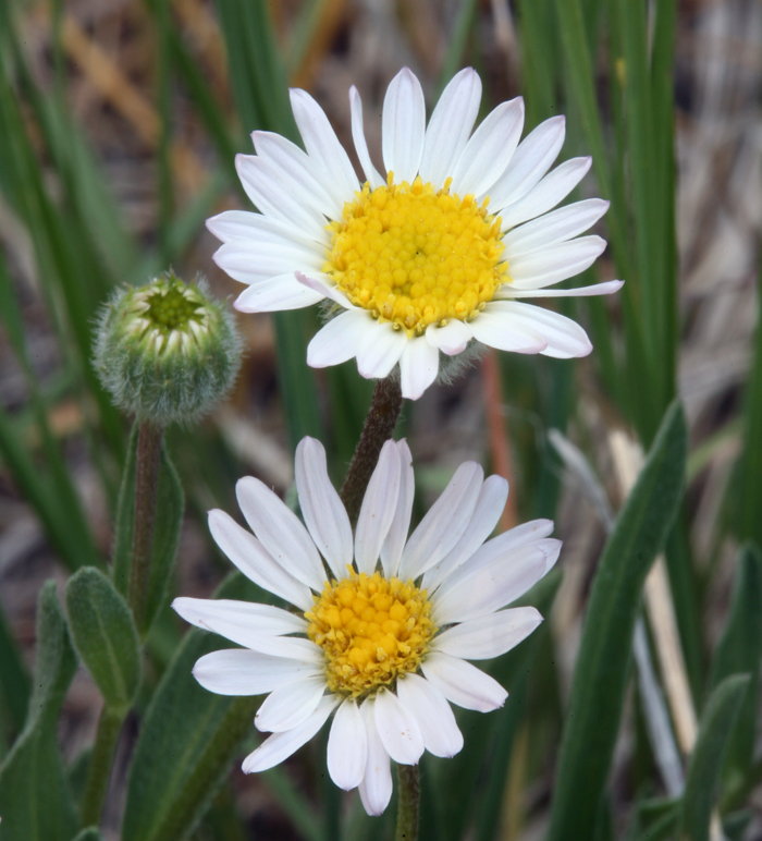 Image of threadleaf fleabane