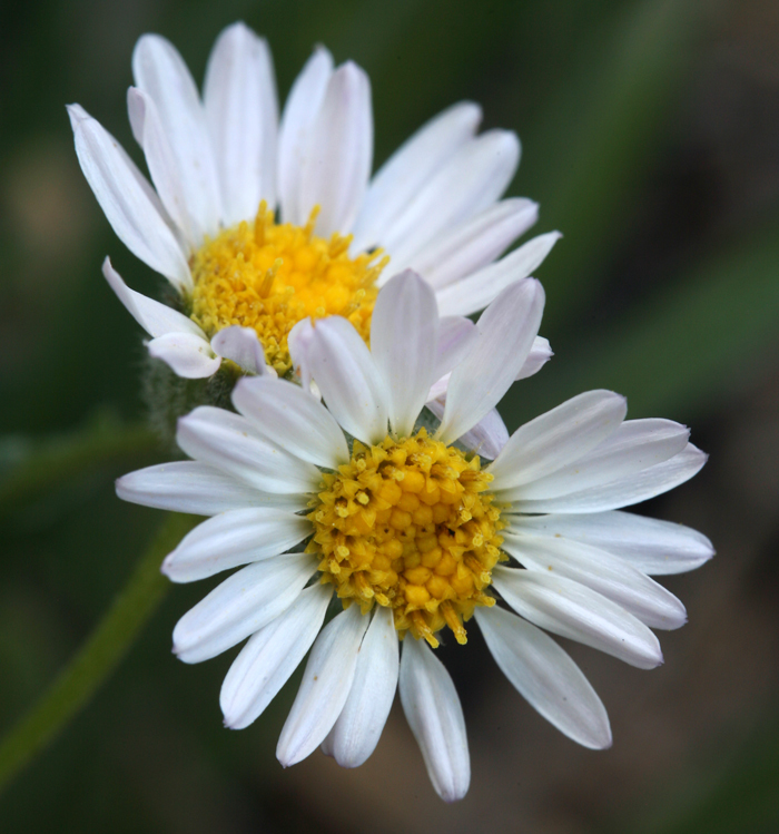 Image of threadleaf fleabane