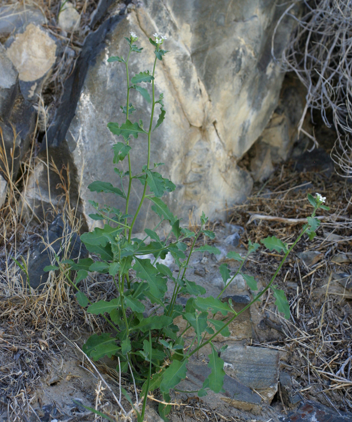 Image of Mojave halimolobos