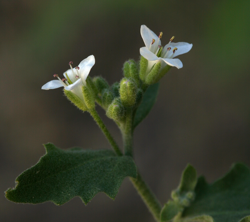 Image of Mojave halimolobos