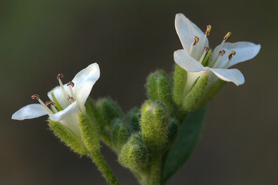 Image of Mojave halimolobos