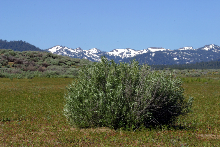 Image of silver sagebrush